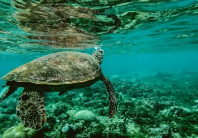 kochi to lakshadweep cruise packages