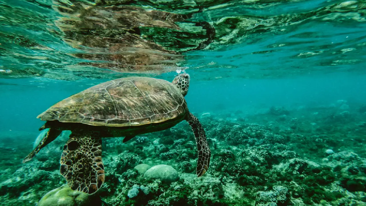 kochi to lakshadweep cruise packages