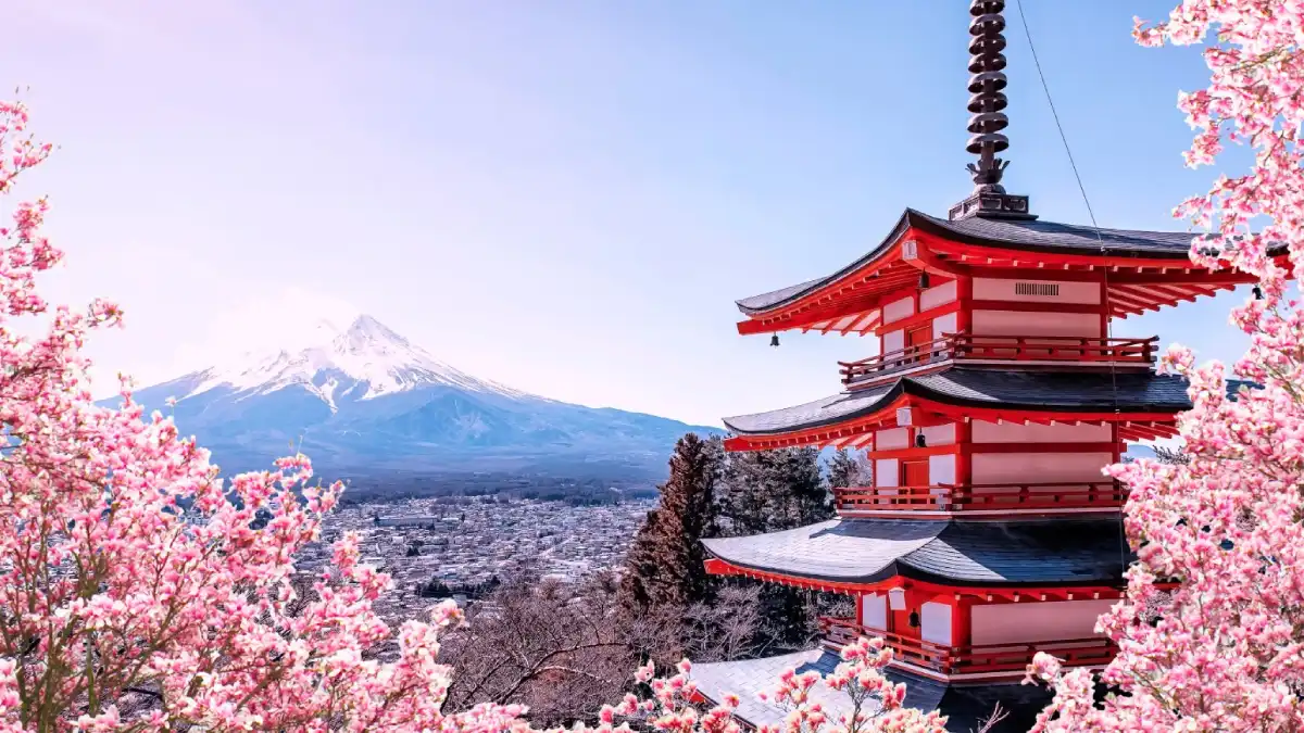 japan cherry blossom season packages showcasing blooming sakura trees