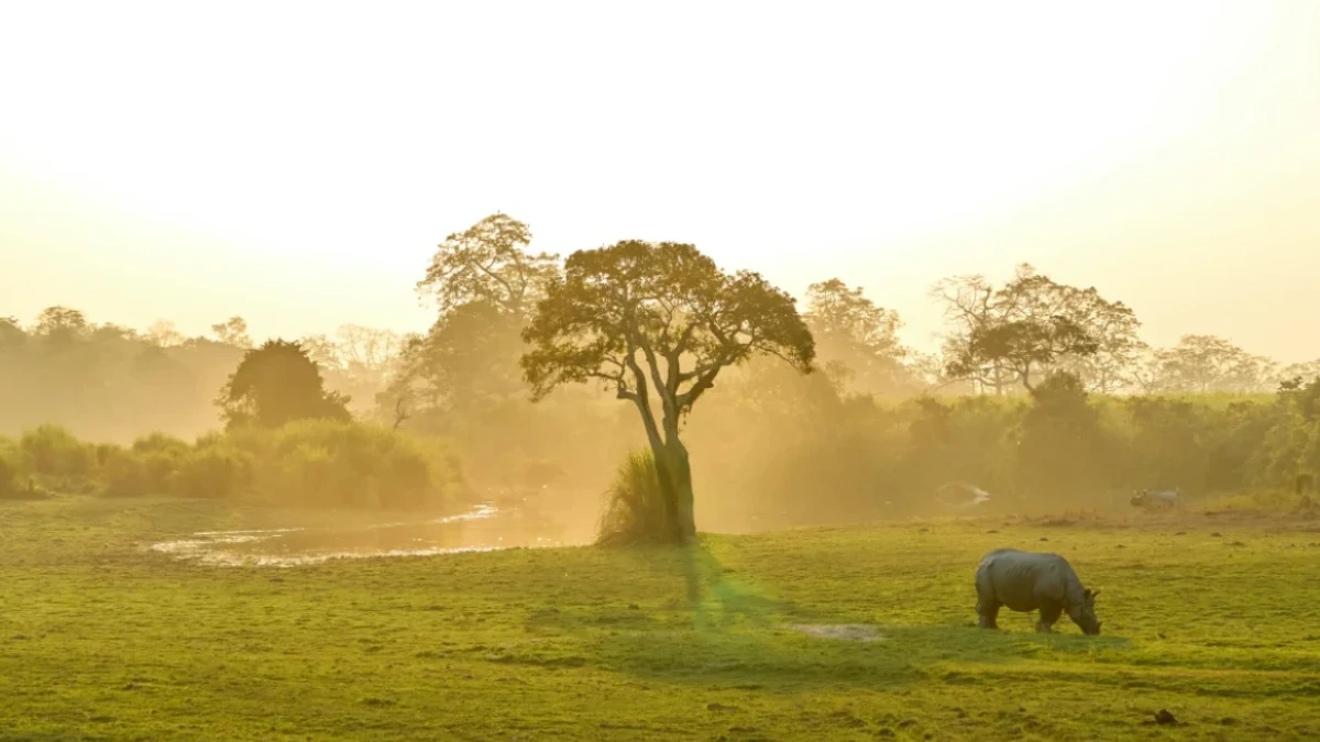 kaziranga national park of india