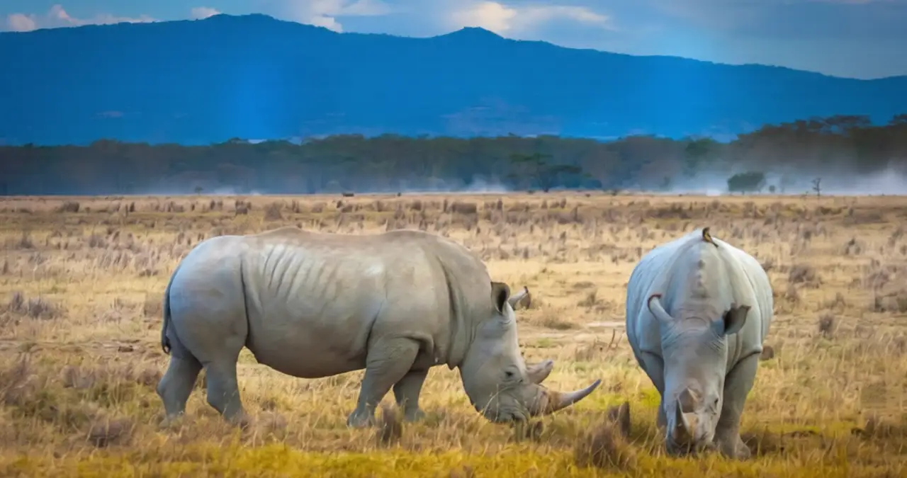 Lake Nakuru National Park