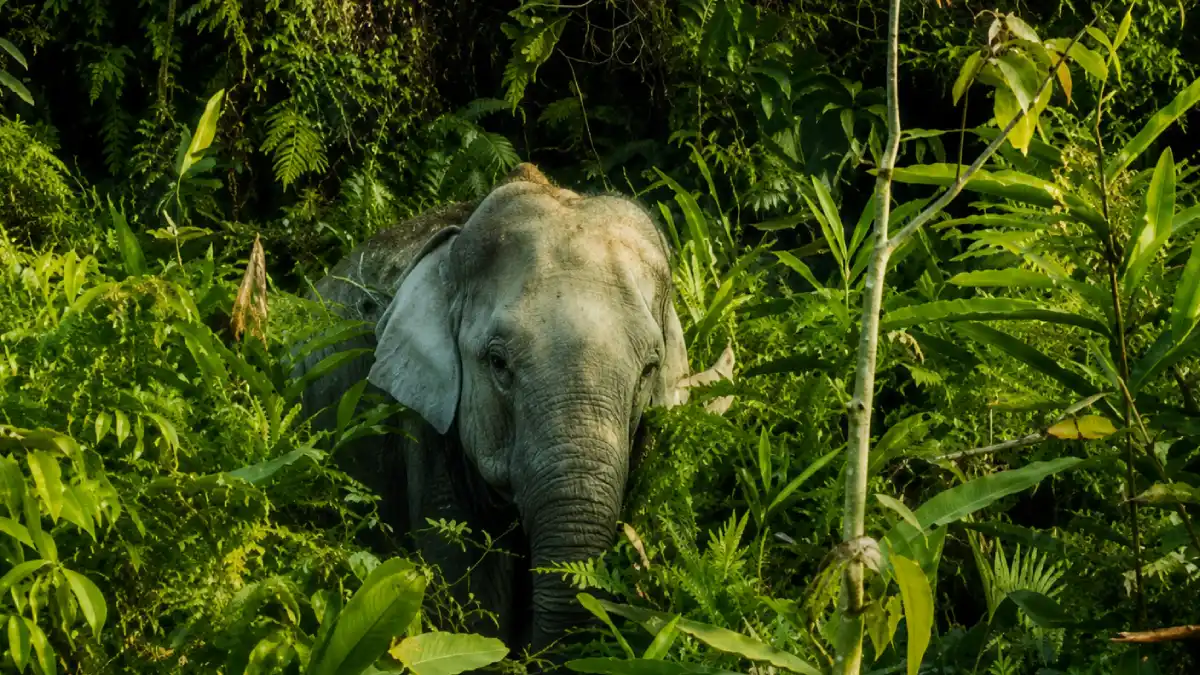 5 rainforest in india
