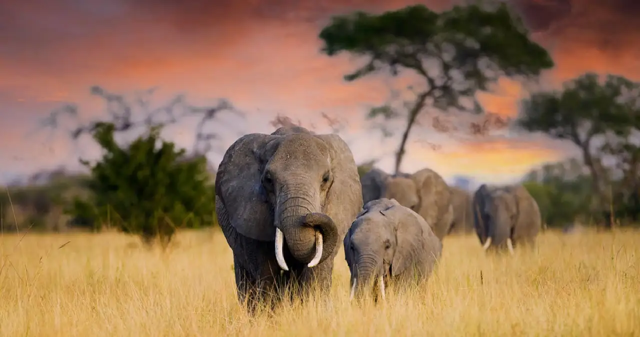 Africa Tour from Kerala: Kenya – An Odyssey Through the Wild, Untamed Beauty of Africa | Flywell Tours & Travels