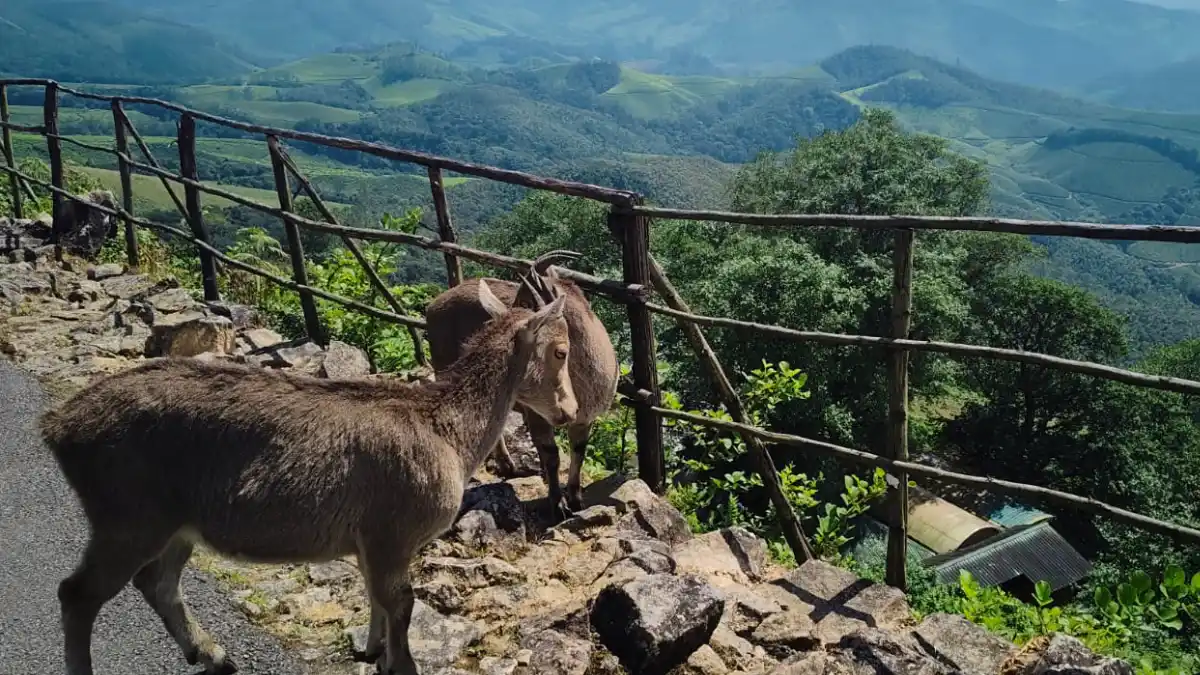 eravikulam national park munnar